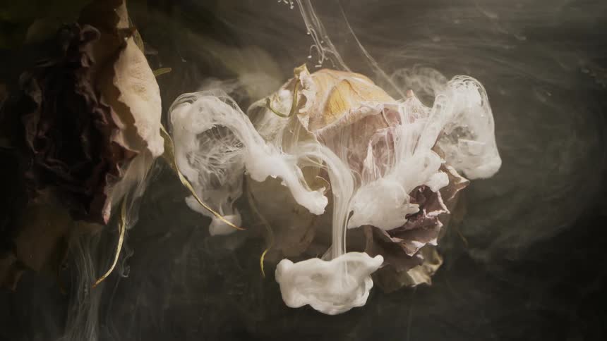 Smoke covers the wilted flower