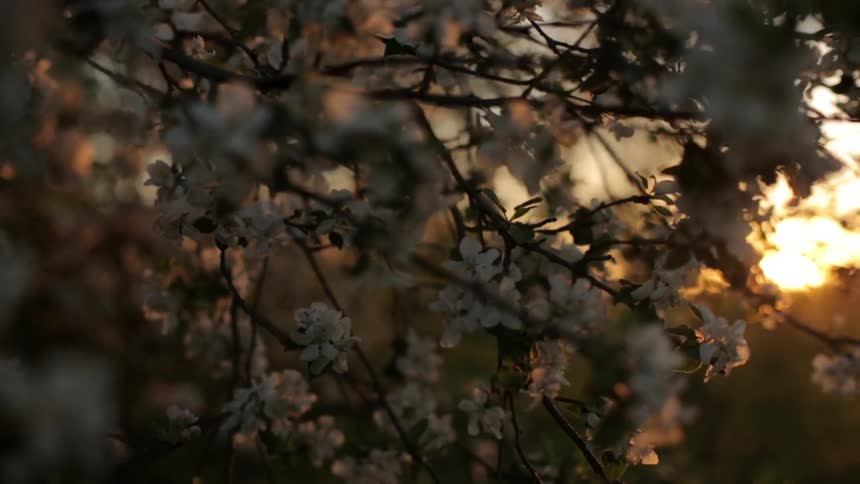 Small white blossoms on a tree in the evening