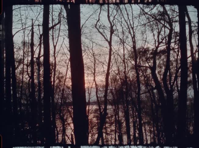 The sun sets through silhouetted trees