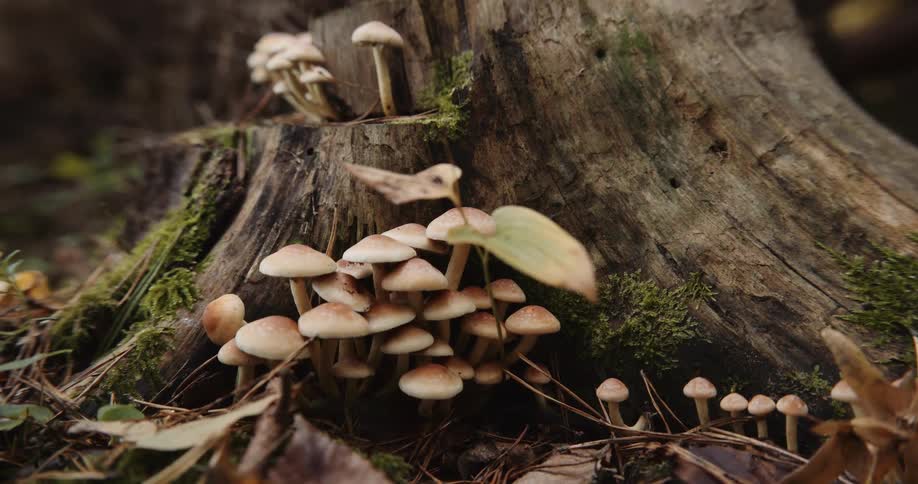 Close up view of mushrooms near a tree is displayed