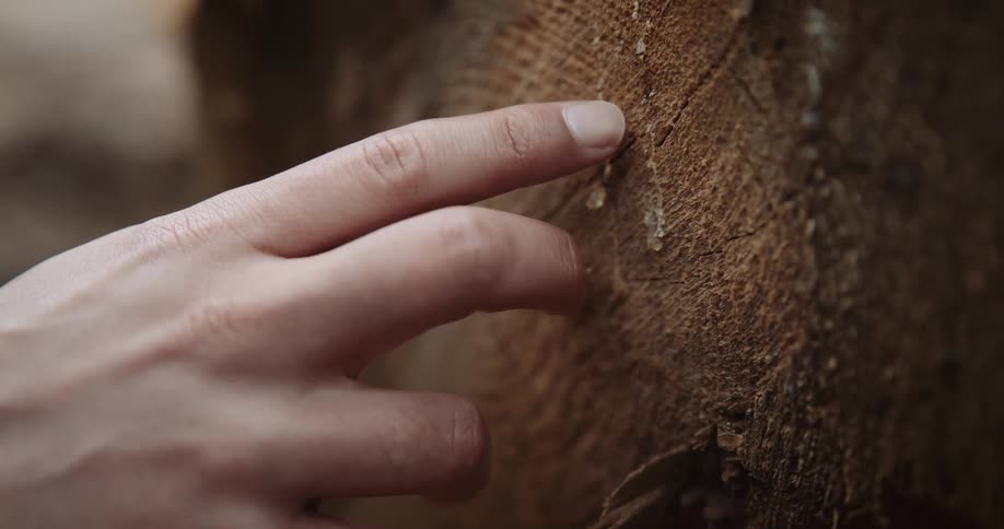 A person running her finger through a tree trunk and gently touching it