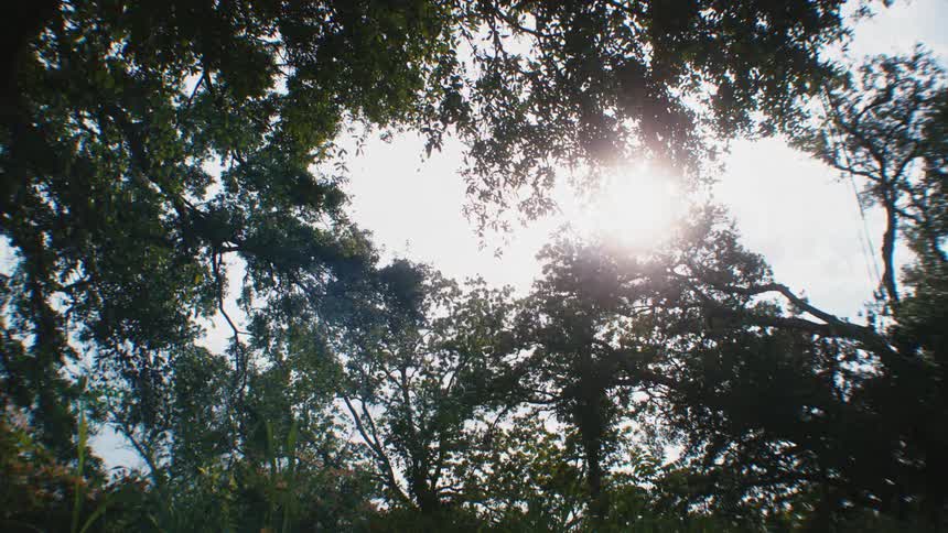 Hazy sun and trees blowing in the wind on a summer day