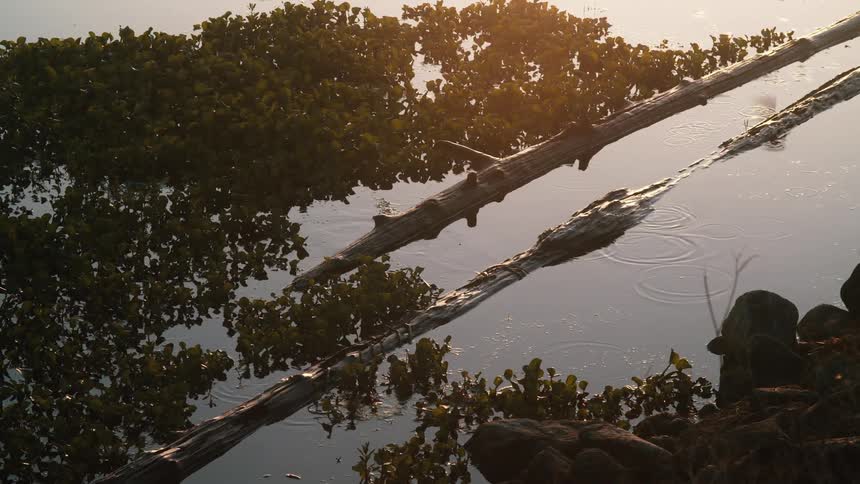 Bird standing on fallen tree in lake flies off at sunset