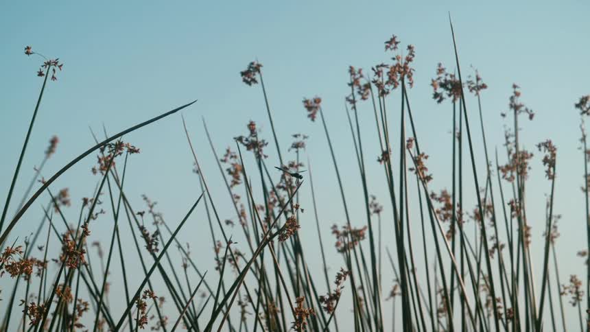 Plants and flowers move in the breeze as a dragonfly flies away from a flower