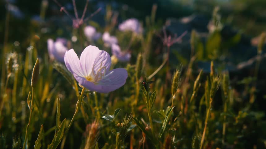 Flowers are in the grass
