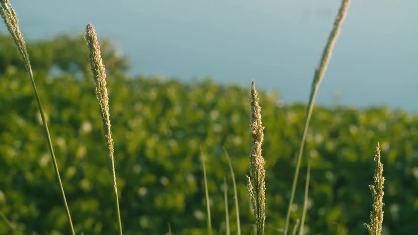 A view of plants near a body of water is displayed