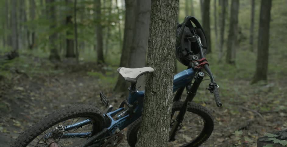 A bicycle is leaning against a tree