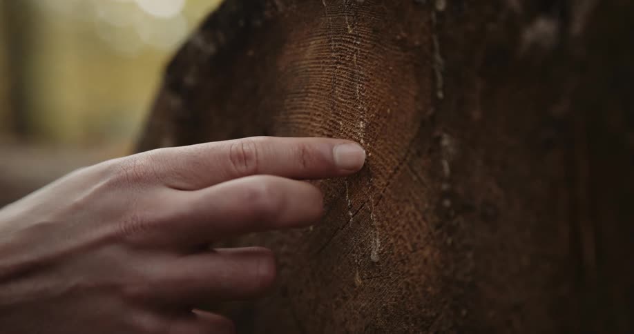 A person is examining the texture of a tree