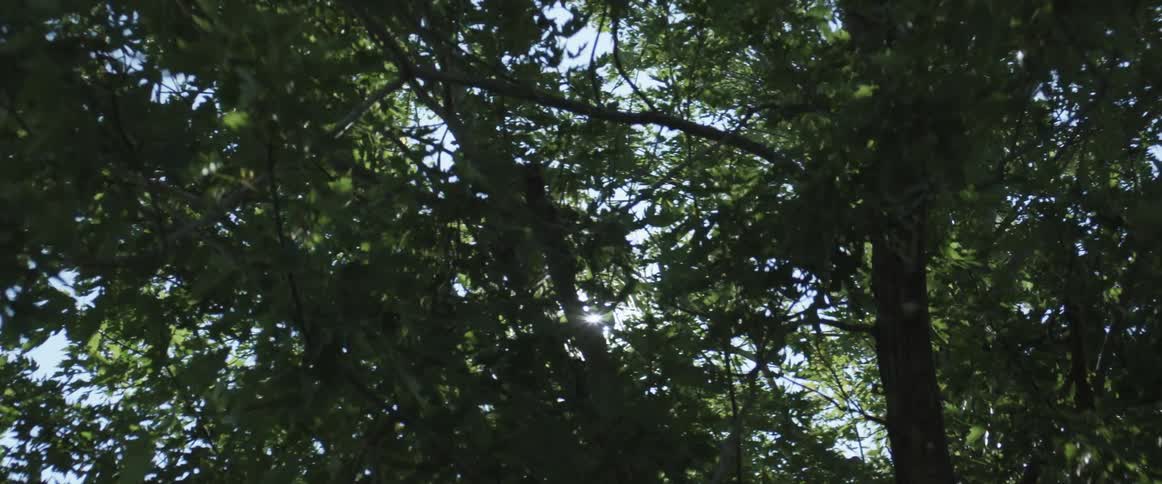 A view of trees in a forest area is displayed