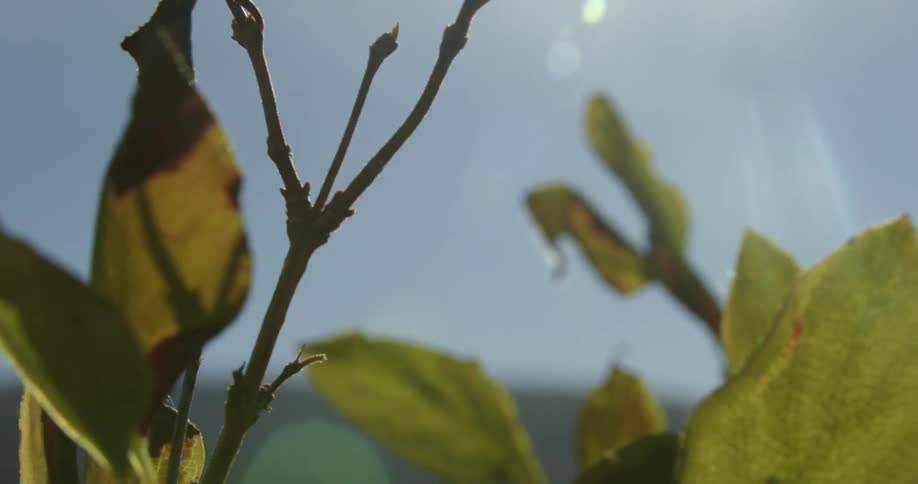 Close view of the browning leaves of a plant on a mountain during a breezy and sunny day