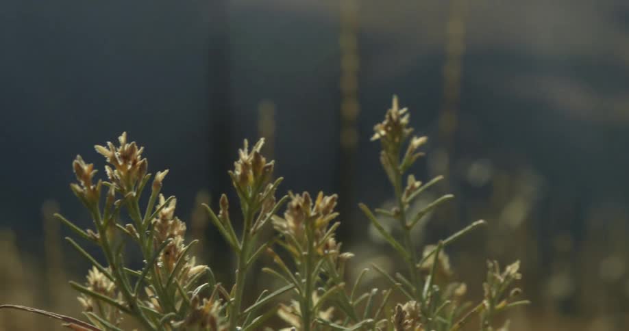 Sunlight shines on plants and flowers as they move in the breeze with mountains in the distance