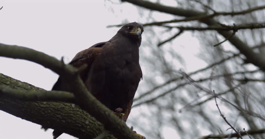 A large predatory bird is perched on the branch of a barren tree in the fall season on a cloudy day