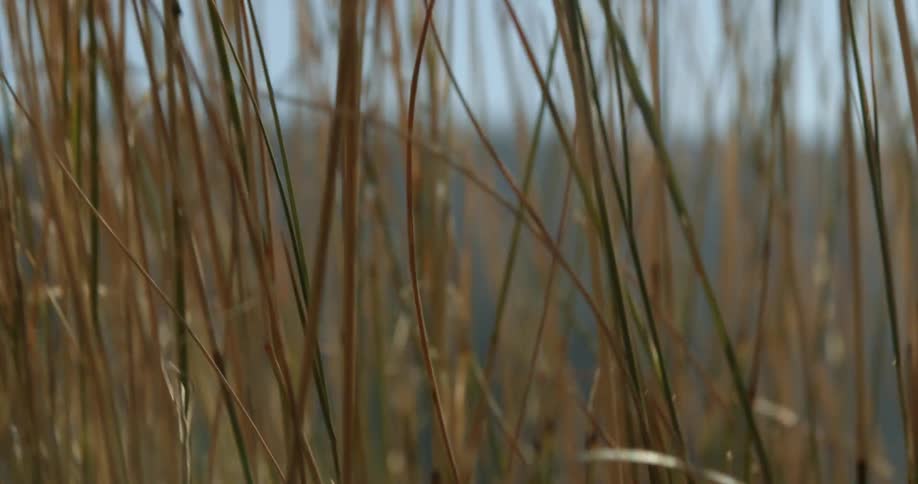 Close up of long brown stems of grasses
