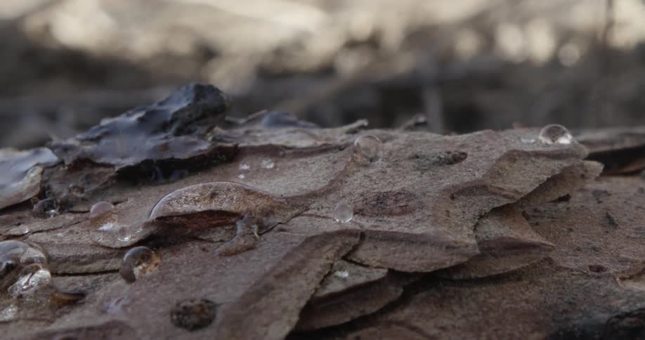 Water is dripping onto debris on a forest floor in the fall season during the daytime