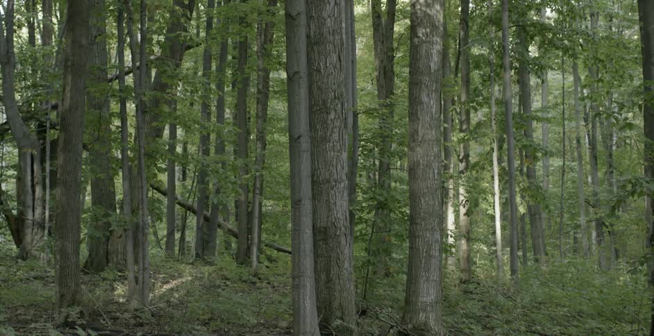 A still forest during the day