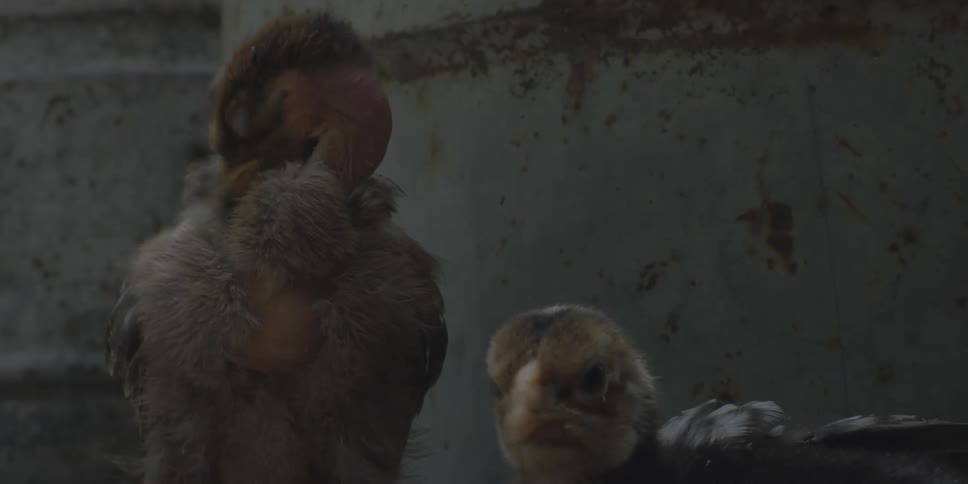 Baby birds groom themselves while resting in front of barrels