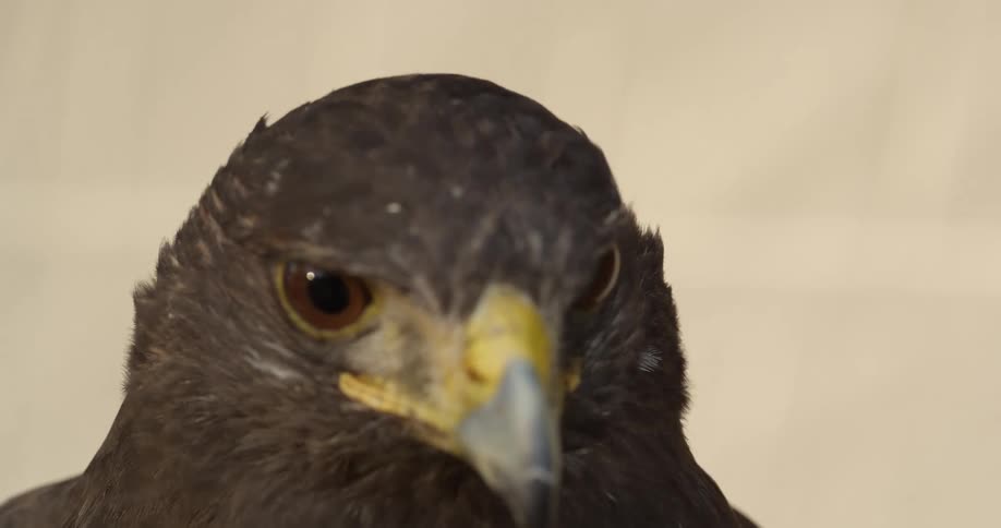 A vulture looks around while sitting
