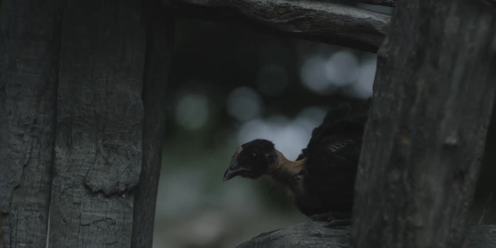 Black chick sits on fence