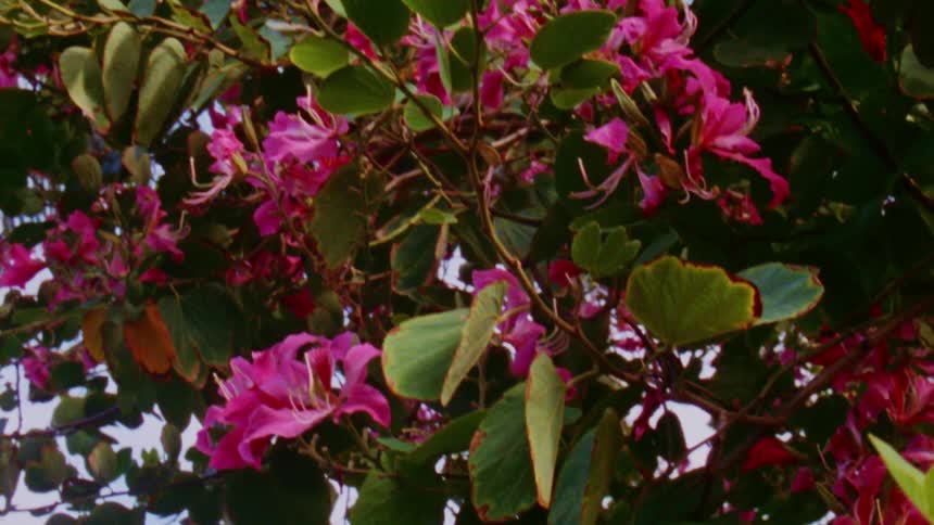 Close up of vibrant magenta tropical flowers growing on a tree caught on vintage film