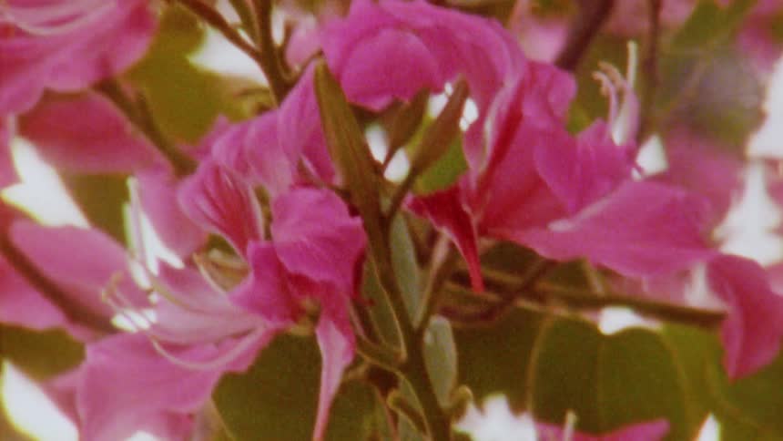 Close up of pink flowers and green leaves