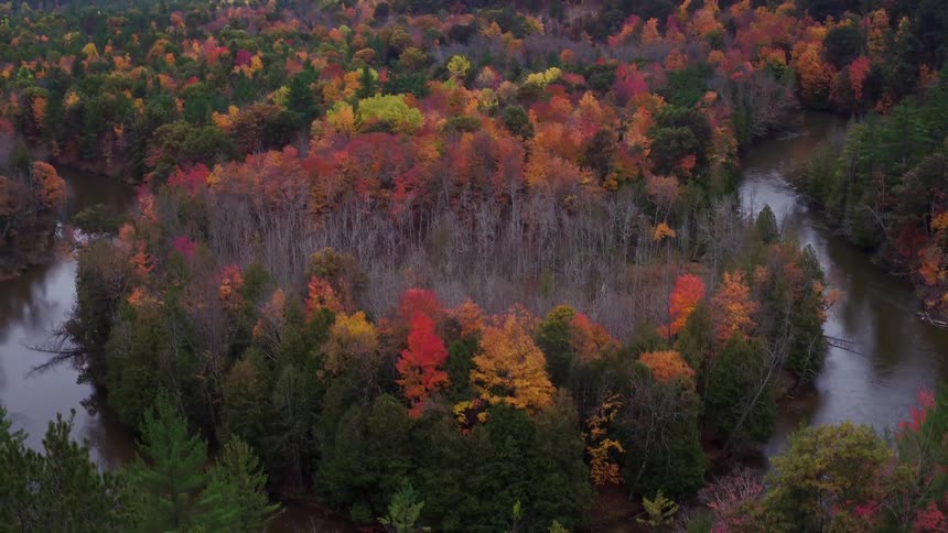 A large forest with fall colored trees