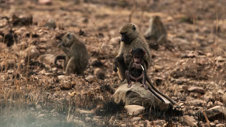 The monkeys eat together