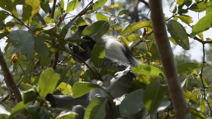 The monkey is chewing on the leaves