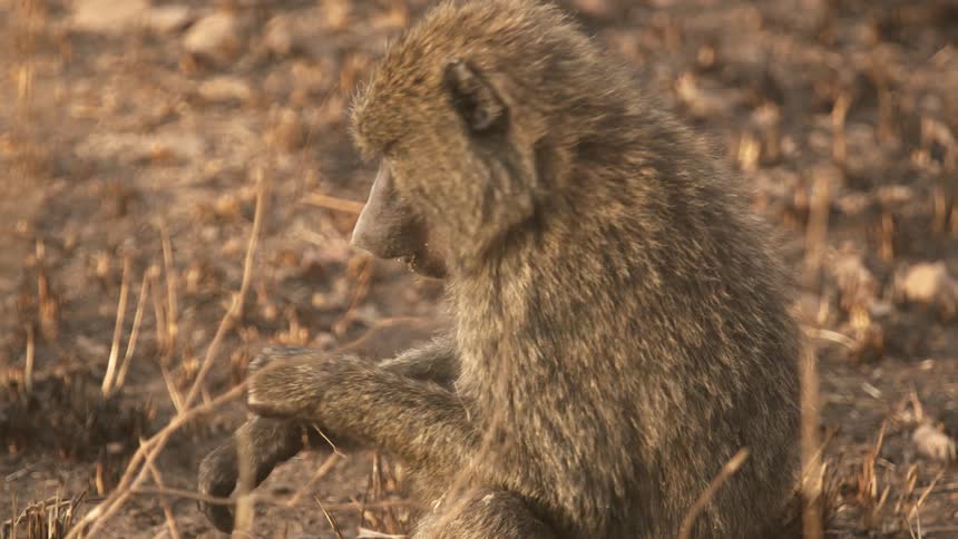 The baboon is eating grass