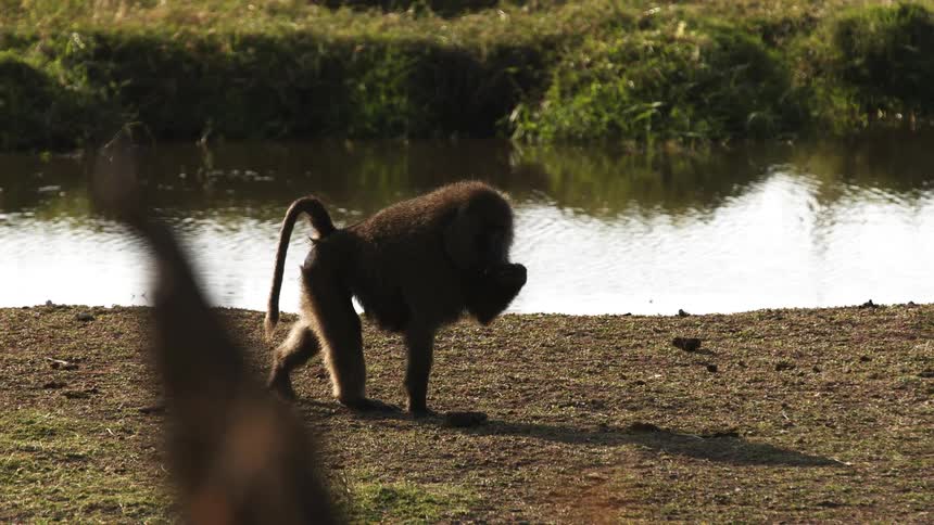 The baboon walks along the stream