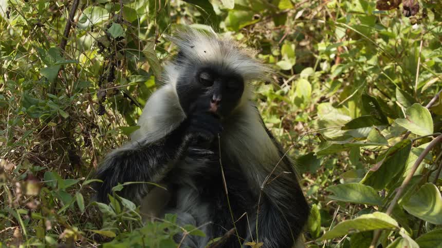 Female monkey browses and eats as her young scratches itself while clinging to her
