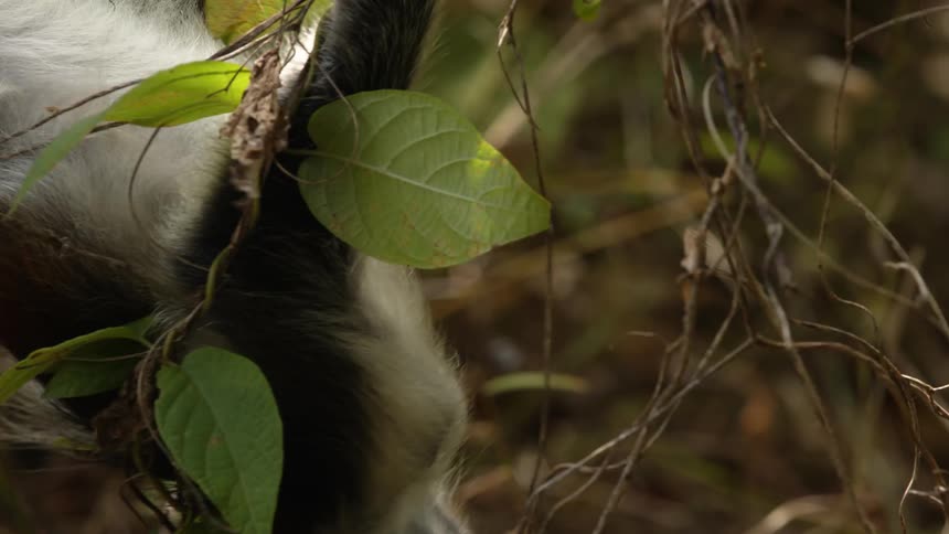 A black and white monkey hanging from a tree