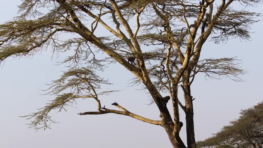 The monkeys are perched on the branches