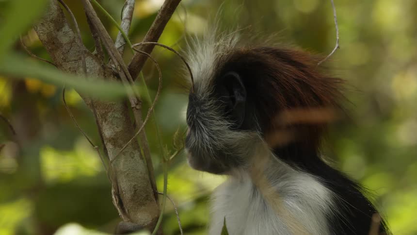 The monkey is hanging from the branch