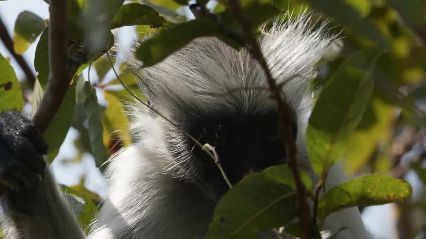 A monkey chews on leaves in a tree