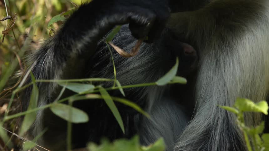 A black and white mother and baby monkey sitting together in the forest