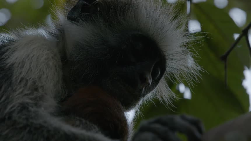 A wild monkey out in a tree