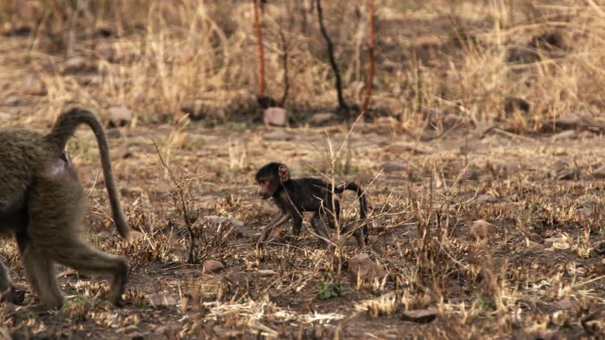 A baby monkey walks away from its mother and starts to run towards the other monkeys