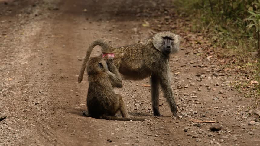 A baboon eating bugs off another baboon