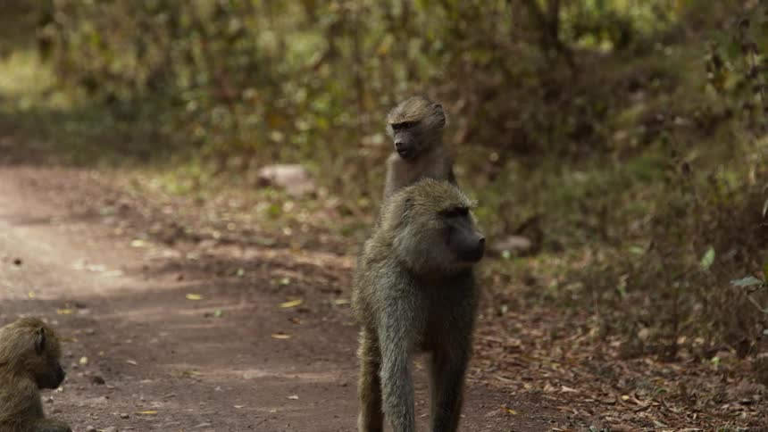 A monkey walks down a dirt road with a smaller monkey on its back