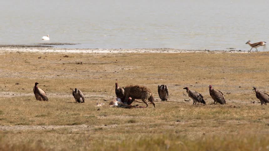 A hyena eats a dead carcass while vultures surround it watching and deer run in the distance