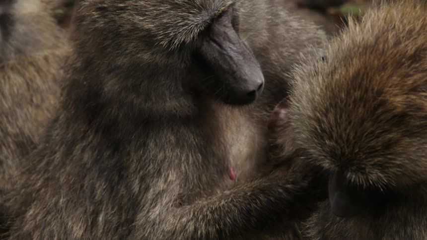 One baboon grooms another as they sit with their young