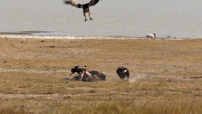 Hawks eating their prey on a field near the coastline