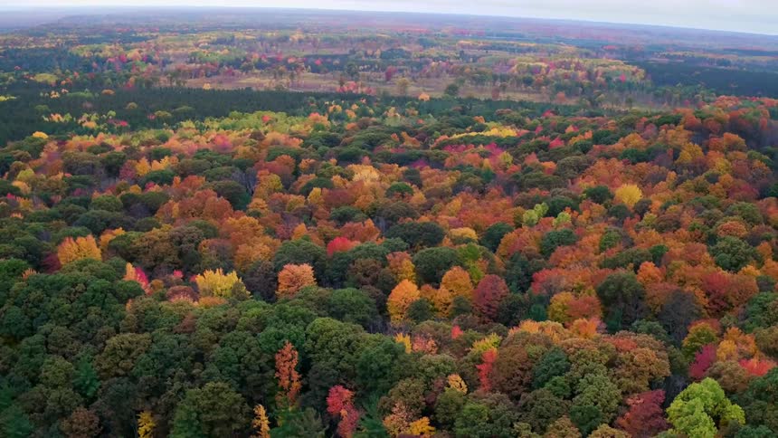 A fall colored forest