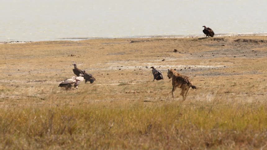 Hyena runs through the dry savannah grass to join the pack feeding