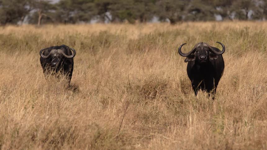 Two ox stand in the grass