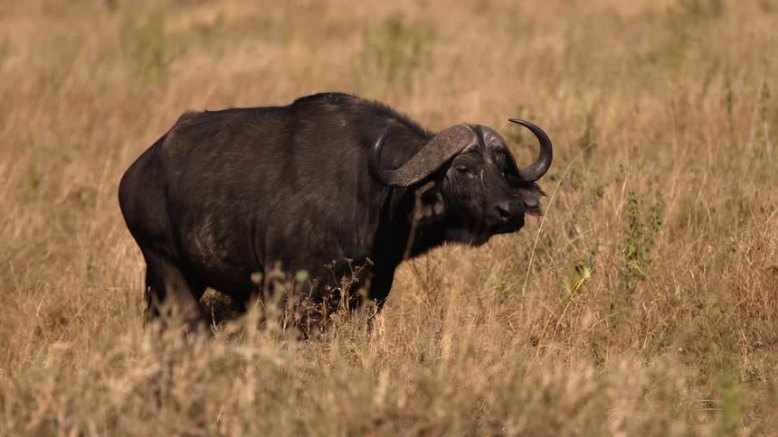 A black cow with horns walks slowly in dried grasslands