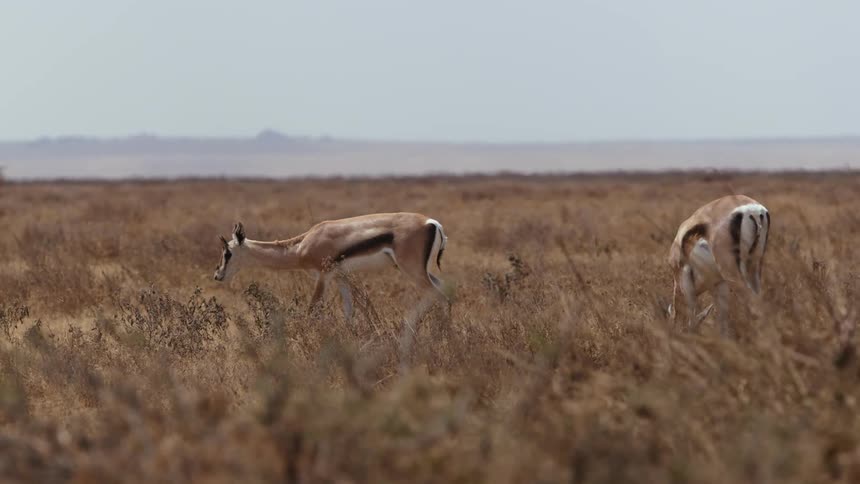Antelope grazing on grass slowly