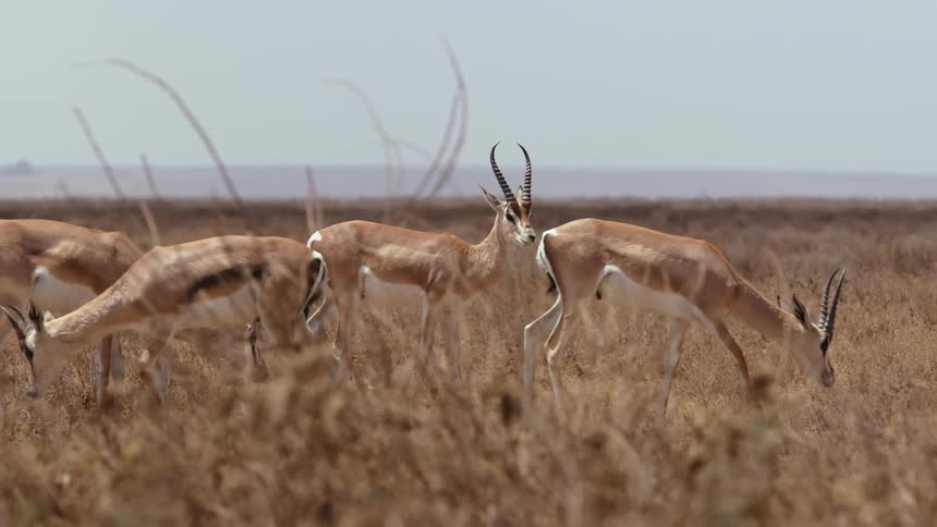 Gazelles are in a large field standing and grazing