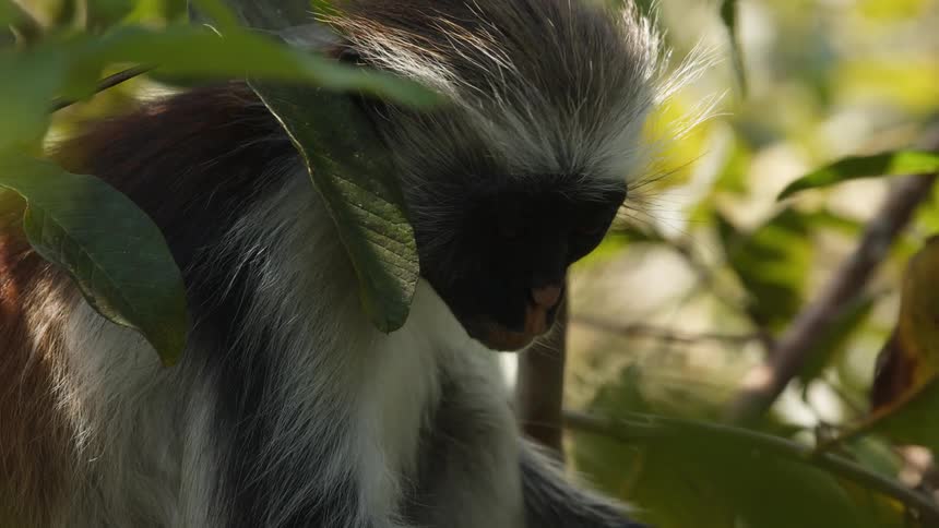 A monkey eats while sitting in a tree during the day