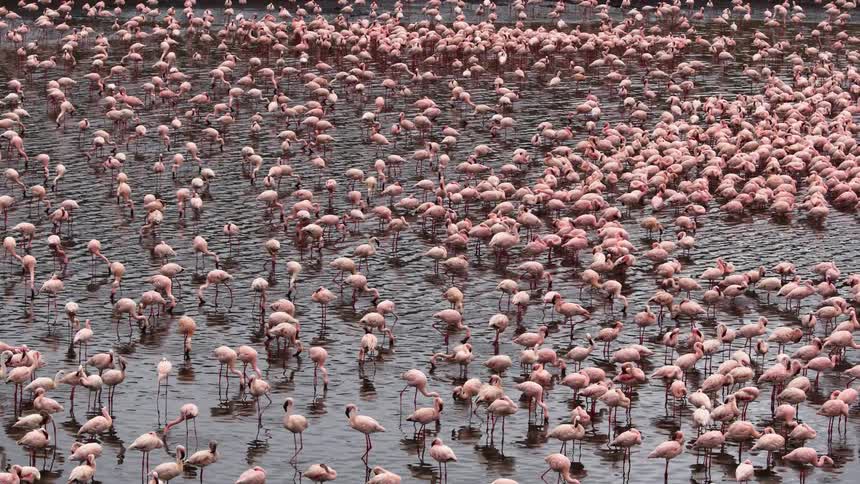 A large flock of flamingos stand in a river during the day